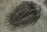 Spiny Comura Trilobite - Ofaten, Morocco #311513-3